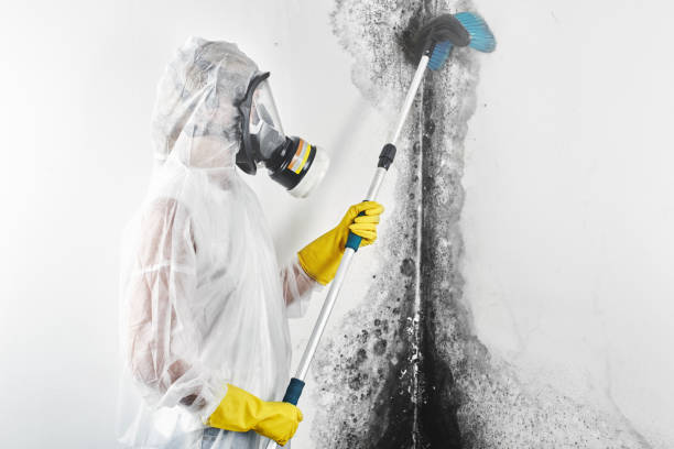  Donaldsonville, LA Mold Removal Pros