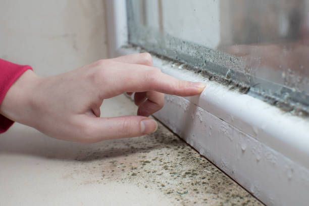 Best Biohazard Mold Removal  in Donaldsonville, LA